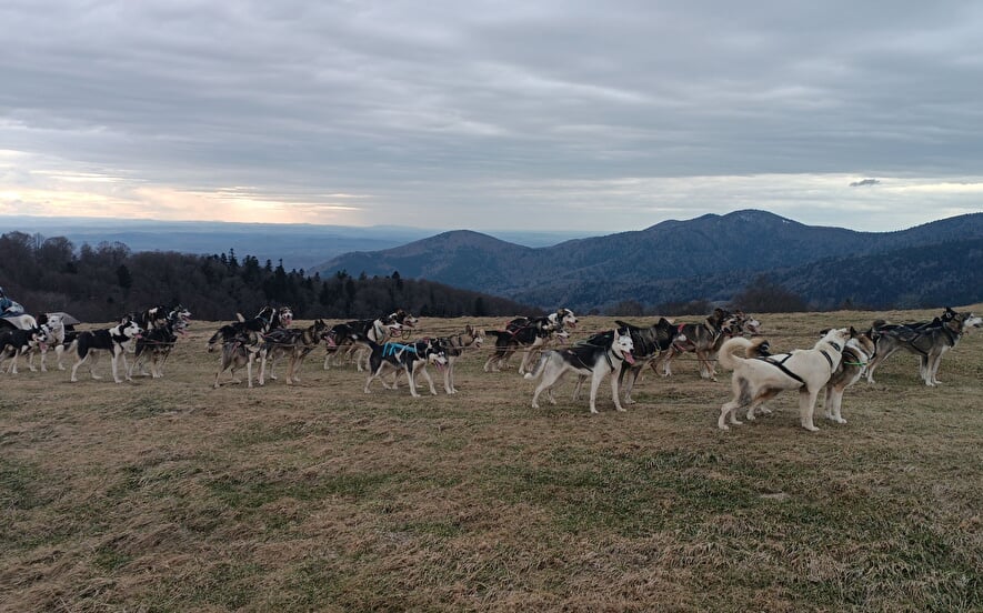 Les chiens du Ballon d'Alsace