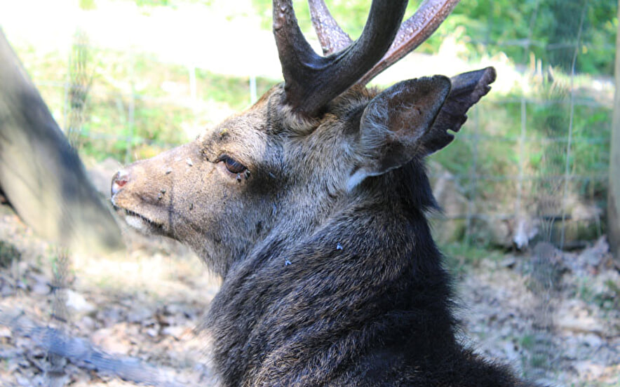 Parc animalier de l'ONF - Le Banney