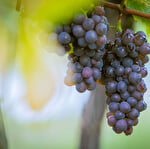 La Parenthèse Vigneronne ''Initiation à la dégustation''
