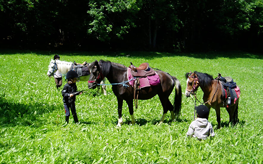 De dieren van onze boerderijen