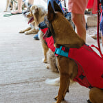 Cani-Paddle