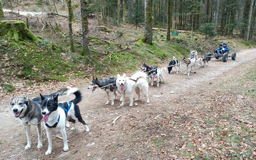 Chiens de traineau Vosges