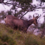 Kennismaking met de dieren uit onze bergen