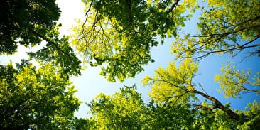 Arboretum de Fougerolles
