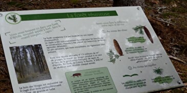 Thematisch pad: Het ontdekkingspad door het bos
