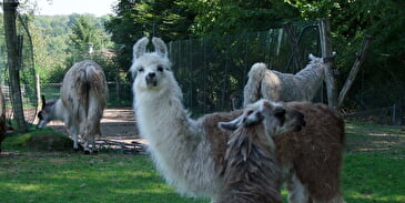 L'ile aux lamas
