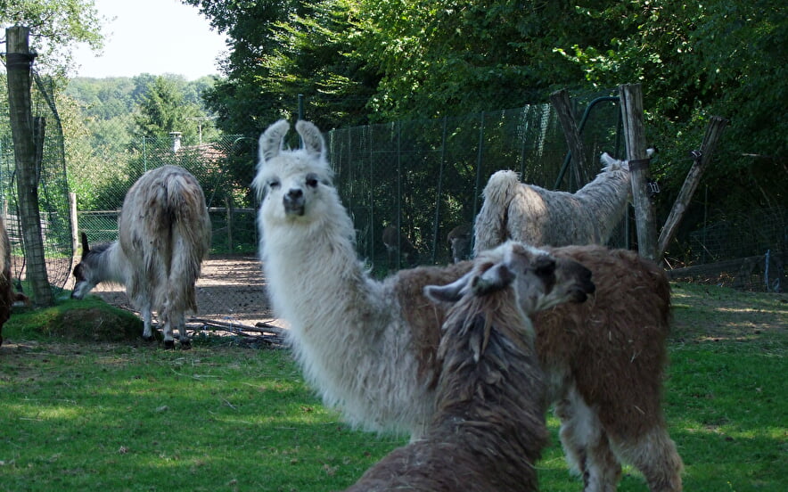 L'ile aux lamas