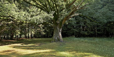 Wandelroute: In het land van Salm