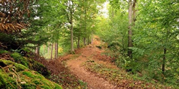 4 jours de randonnée sans bagages et bien-être dans les Vosges du Nord